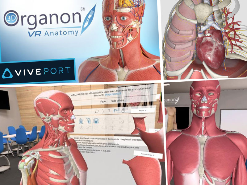 3D Oraganon in VR game